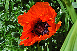 Garden Glory Poppy (Papaver orientale 'Garden Glory') at Lakeshore Garden Centres
