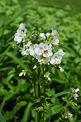 White Jacob's Ladder (Polemonium caeruleum 'Album') at Lakeshore Garden Centres