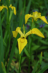 Yellow Flag Iris (Iris pseudacorus) at Green Thumb Garden Centre