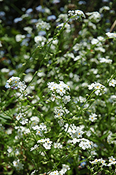 Alba Forget-Me-Not (Myosotis sylvatica 'Alba') at Lakeshore Garden Centres