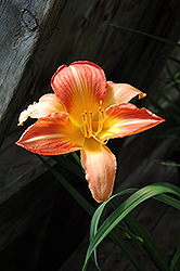 Ann Warner Daylily (Hemerocallis 'Ann Warner') at Lakeshore Garden Centres