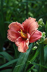 Siloam French Doll Daylily (Hemerocallis 'Siloam French Doll') at Lakeshore Garden Centres
