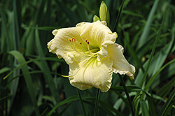 Cool It Daylily (Hemerocallis 'Cool It') at Lakeshore Garden Centres