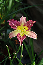 Blue Sheen Daylily (Hemerocallis 'Blue Sheen') at Lakeshore Garden Centres