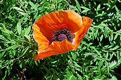Oriental Poppy (Papaver orientale) at Lakeshore Garden Centres