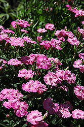 Blue Hills Pinks (Dianthus 'Blue Hills') at Lakeshore Garden Centres