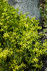 Six Row Stonecrop (Sedum sexangulare) at Peter Knippel Garden Centre