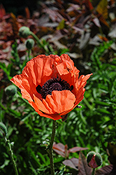 Carneum Poppy (Papaver orientale 'Carneum') at Lakeshore Garden Centres