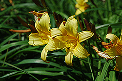 Ajax Daylily (Hemerocallis 'Ajax') at Lakeshore Garden Centres