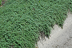 Vail Valley Thyme (Thymus 'Vail Valley') at Lakeshore Garden Centres