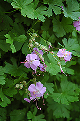 Hybrid Cranesbill (Geranium x cantabrigiense) at Lakeshore Garden Centres