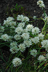 White Ornamental Onion (Allium maximowiczii 'Alba') at Lakeshore Garden Centres