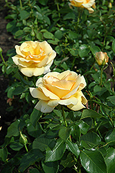 Gift Of Ice Rose (Rosa 'Gift Of Ice') at Lakeshore Garden Centres