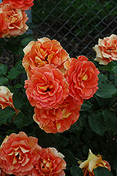 Brass Band Rose (Rosa 'Brass Band') at Lakeshore Garden Centres