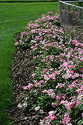 Nearly Wild Rose (Rosa 'Nearly Wild') at Lakeshore Garden Centres