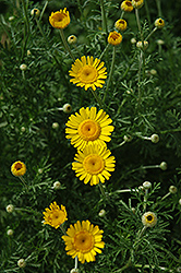 Kelwayi Marguerite Daisy (Anthemis tinctoria 'Kelwayi') at Lakeshore Garden Centres