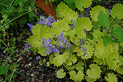 Golden Dalmatian Bellflower (Campanula portenschlagiana 'Aurea') at Lakeshore Garden Centres