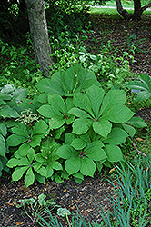 Fingerleaf Rodgersia (Rodgersia henrici) at Lakeshore Garden Centres