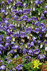 Bellflower (Campanula raddeana) at Lakeshore Garden Centres