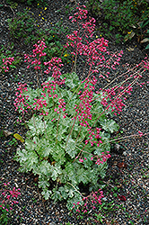 Mt. St. Helens Coral Bells (Heuchera 'Mt. St. Helens') at Lakeshore Garden Centres