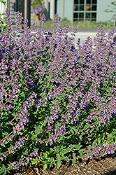 Walker's Low Catmint (Nepeta x faassenii 'Walker's Low') at Peter Knippel Garden Centre
