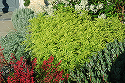 Isla Gold Tansy (Tanacetum vulgare 'Isla Gold') at Lakeshore Garden Centres