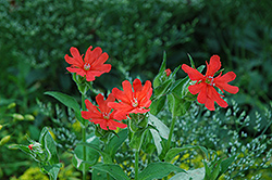 Haag's Campion (Lychnis x haageana) at Lakeshore Garden Centres