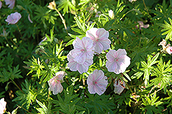 Creeping Bloody Cranesbill (Geranium sanguineum 'var. prostratum') at Lakeshore Garden Centres