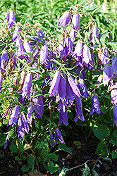 Kent Belle Bellflower (Campanula 'Kent Belle') at Lakeshore Garden Centres