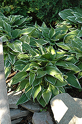 Mountain Snow Hosta (Hosta montana 'Mountain Snow') at Lakeshore Garden Centres
