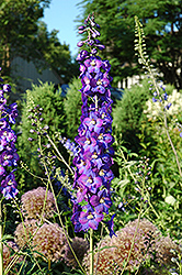 Pacific Giant King Arthur Larkspur (Delphinium 'King Arthur') at Green Thumb Garden Centre