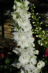 Pacific Giant Galahad Larkspur (Delphinium 'Galahad') at Lakeshore Garden Centres