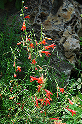 Pineleaf Penstemon (Penstemon pinifolius) at Golden Acre Home & Garden