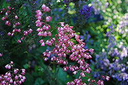 Chatterbox Coral Bells (Heuchera 'Chatterbox') at Lakeshore Garden Centres