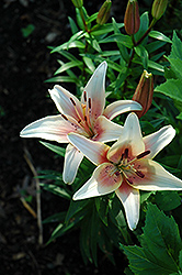 Shirley Lily (Lilium 'Shirley') at Lakeshore Garden Centres