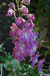 Pacific Giant Astolat Larkspur (Delphinium 'Astolat') at Lakeshore Garden Centres