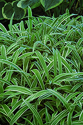 Variegated Broadleaf Sedge (Carex siderosticha 'Variegata') at Lakeshore Garden Centres