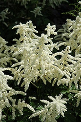 Bridal Veil Astilbe (Astilbe x arendsii 'Bridal Veil') at Peter Knippel Garden Centre