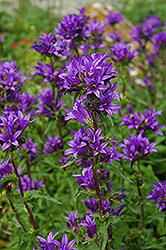 Clustered Bellflower (Campanula glomerata) at Lakeshore Garden Centres