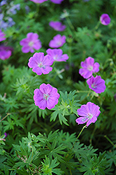 Alpenglow Cranesbill (Geranium sanguineum 'Alpenglow') at Lakeshore Garden Centres