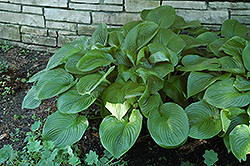 Satin Beauty Hosta (Hosta 'Satin Beauty') at Lakeshore Garden Centres