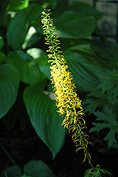 Rayflower (Ligularia dentata) at Lakeshore Garden Centres