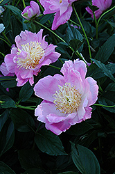 Kay Tischler Peony (Paeonia 'Kay Tischler') at Lakeshore Garden Centres