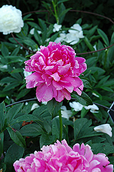 Lillian Gumm Peony (Paeonia 'Lillian Gumm') at Lakeshore Garden Centres