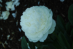 Marcella Peony (Paeonia 'Marcella') at Lakeshore Garden Centres