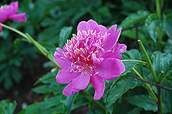 John Gardner Peony (Paeonia 'John Gardner') at Lakeshore Garden Centres