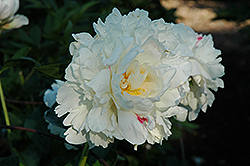 Carl. G. Klehm Peony (Paeonia 'Carl. G. Klehm') at Lakeshore Garden Centres