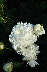 Argentine Peony (Paeonia 'Argentine') at Lakeshore Garden Centres