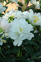 Lotus Queen Peony (Paeonia 'Lotus Queen') at Lakeshore Garden Centres