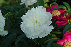 Fairy's Petticoat Peony (Paeonia 'Fairy's Petticoat') at Lakeshore Garden Centres